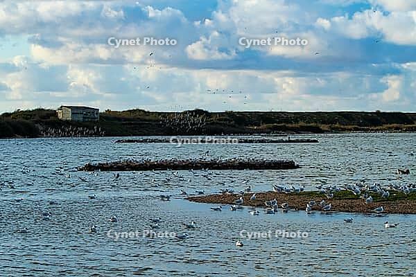 Red knot (Calidris canutus) adult wading birds in a flock flying passed a hide looking across a lagoon, RSPB Snettisham nature reserve, Norfolk, England, United Kingdom [IBR124476260]