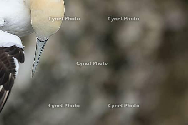 Northern gannet (Morus bassanus) adult seabird bird flying in summer, RSPB Bempton cliffs nature reserve, Yorkshire, England, United Kingdom [IBR124476261]