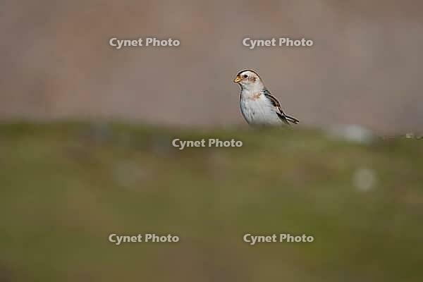 Snow bunting (Plectrophenax nivalis) adult bird on a coastal grassland in winter, Norfolk, England, United Kingdom [IBR124476262]