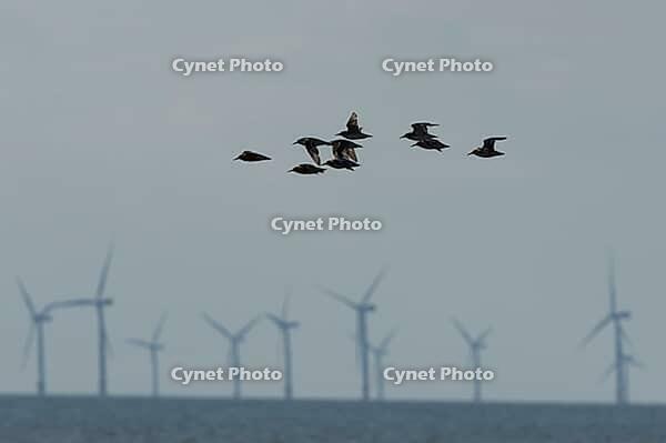 Red knot (Calidris canutus) adult wading birds in flight with wind turbines of an off shore windfarm in the background, Norfolk, England, United Kingdom [IBR124476263]