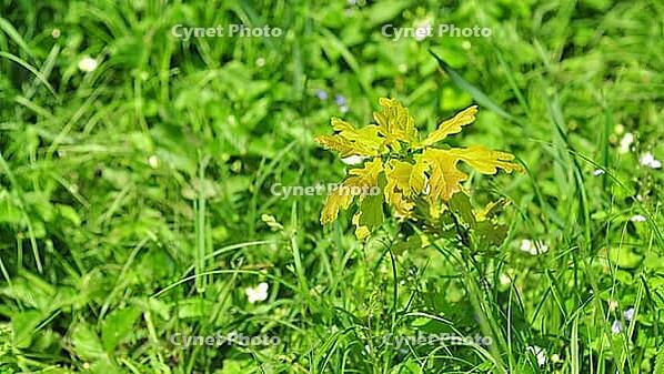 A small oak tree sapling is shown in a field of green grass, with sunlight illuminating the leaves [IBR124491530]