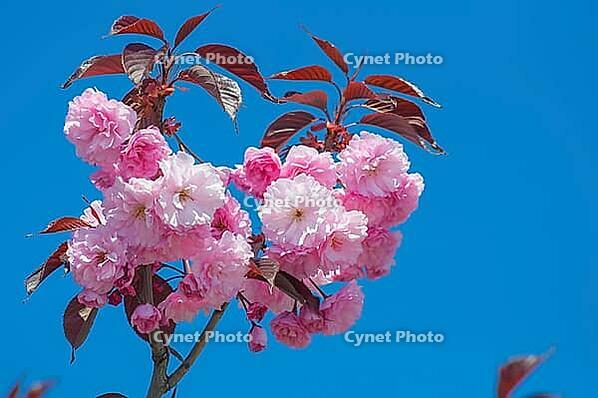 A branch of pink almond flowers against a blue sky. Blossoming sakura in Ukraine [IBR124491534]