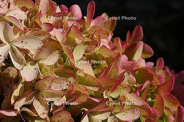 This macro shot showcases the intricate details and vibrant colors of a hydrangea bloom, perfect for nature lovers [IBR124491538]