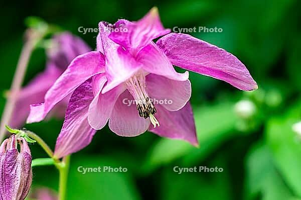 A close-up shot showing the intricate details and vibrant color of a single pink columbine flower in a natural setting [IBR124491539]