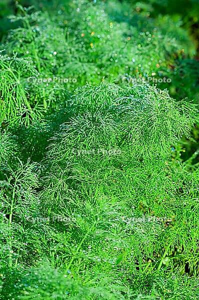 Close-up on fresh, green dill herbs covered with dew drops, illustrating freshness and organic gardening in the early morning light [IBR124491540]