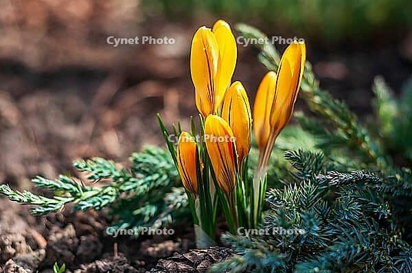 A close-up captures the vibrant yellow petals of unopened crocuses, symbolizing the emergence of spring. It evokes freshness and new beginnings [IBR124491550]