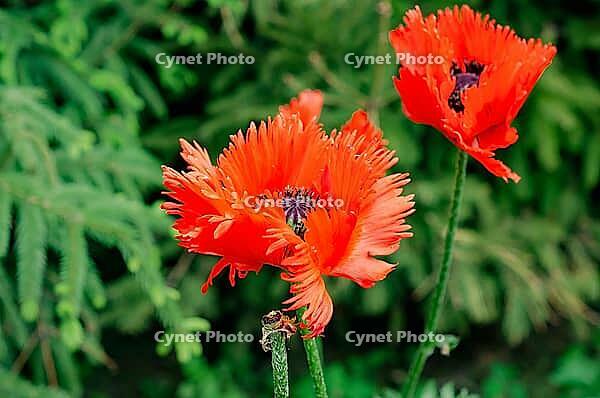 Vibrant red poppy flowers bloom brightly against a backdrop of lush green foliage. A serene, natural scene full of life and color [IBR124491551]
