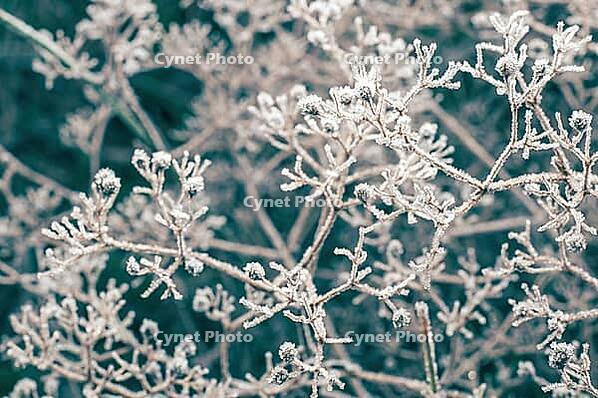 Cold herbarium of dry frozen grass, soft focus [IBR124491559]