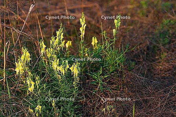 Yellow flowers Melilotus in the meadow, faded grass, soft evening light [IBR124491562]