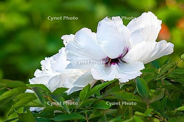 Snow-white peony flowers, large buds with open petals. selective focus. Green background [IBR124491565]