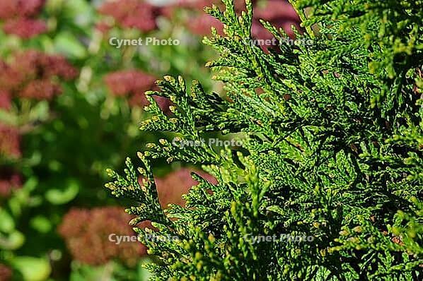 This image showcases the intricate details of arborvitae leaves with a soft, blurred background of other plants [IBR124491566]