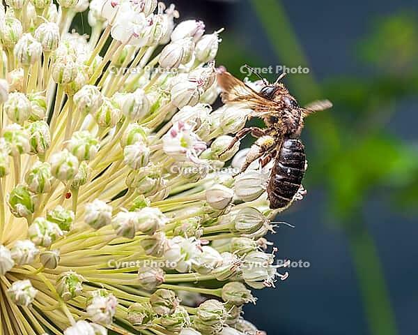Dieunomia heteropoda bee on a white flower cluster with green buds in soft focus and bokeh background [IBR124491569]