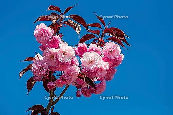 Nahaufnahme von blühenden Sakura-Blüten vor einem leuchtend blauen Hintergrund, die die farbenfrohe Schönheit des Frühlings zur Geltung bringt [IBR124491573]