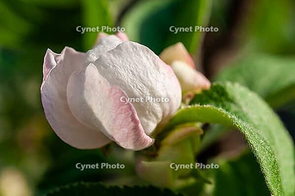 A delicate apple blossom, still tightly furled, displays soft white petals edged with a blush of pink [IBR124491574]