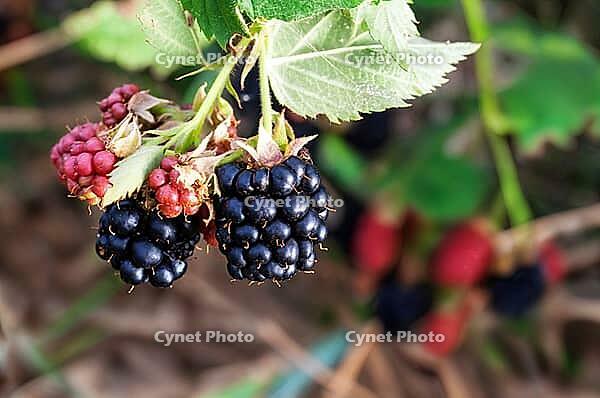 Nahaufnahme von reifen und unreifen Brombeeren an der Rebe [IBR124491576]
