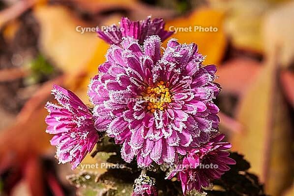 A close-up shot of a vibrant pink chrysanthemum covered in frost, signaling the change of seasons. The flower is in full bloom, with a yellow center [IBR124491584]