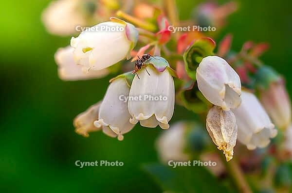 A close-up shot showcases an ant exploring delicate blueberry flowers against a vibrant green backdrop, highlighting the intricate details of nature [IBR124491587]