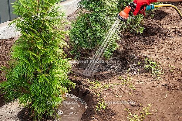 Person waters newly planted Green Arborvitae trees to ensure healthy growth and establishment in a residential garden, using a garden hose with a sprayer nozzle [IBR124491588]