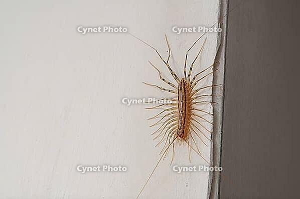 This house centipede is a common household pest, often found in damp areas like bathrooms and basements [IBR124491590]