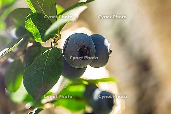 These fresh blueberries are ready to be picked and enjoyed, perfect for a healthy snack or dessert [IBR124491594]