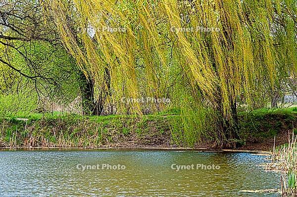 Willow over the water. A tree on the shore of the lake, a spring landscape. Long branches hang over the water [IBR124491596]