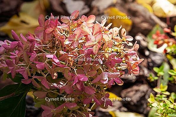 The delicate petals of the hydrangea are beautifully illuminated by the sun, creating a stunning display of color and texture [IBR124491605]