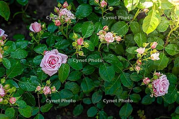 Lovely pink roses in full bloom, flourishing in a lush green garden. Dewdrops on leaves suggest a refreshing morning [IBR124491617]