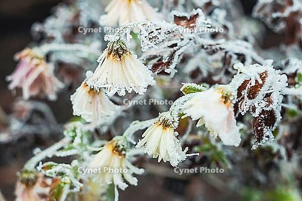 Delicate white flowers coated in frost, their petals and stems beautifully captured in this macro shot, creating a serene winter scene [IBR124491619]