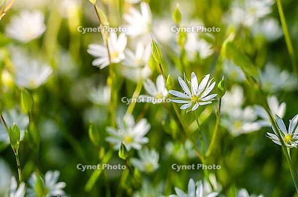 Close-up captures the delicate beauty of white stellaria flowers blooming in a lush green field, illuminated by soft, natural light [IBR124491620]
