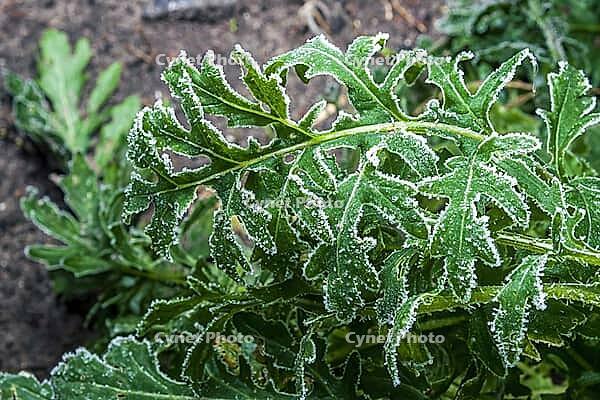 Green arugula covered with morning frost. Autumn frosts in the garden with spicy herbs [IBR124491622]