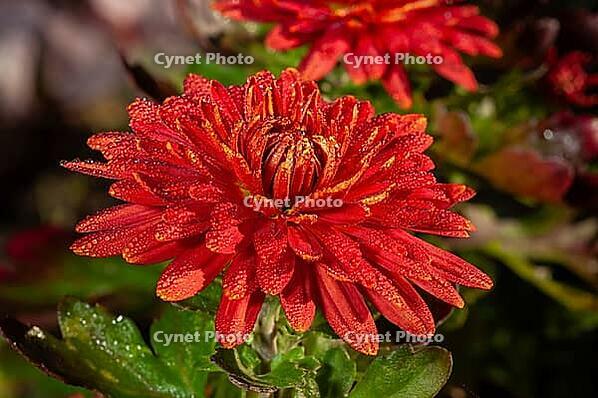 This beautiful flower is covered in tiny water droplets, creating a stunning visual effect [IBR124491624]