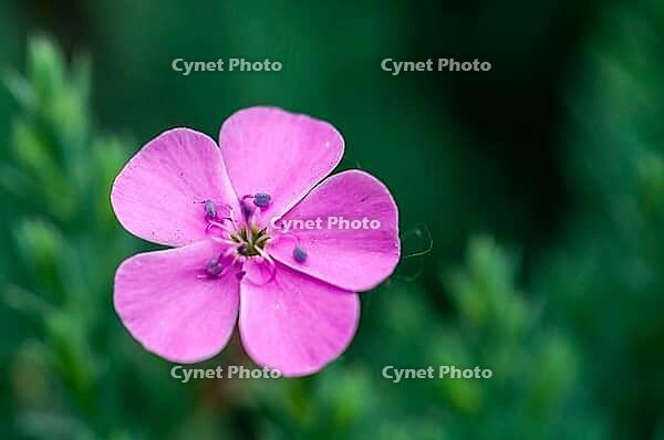 A vibrant close-up showcases a delicate pink flower against a soft, blurred green backdrop, highlighting its intricate details [IBR124491626]
