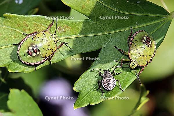 Green shield bugs, also known as southern stink bugs (Nezara viridula), nymphs in different stages of development on a hibiscus, Weilerswist, North Rhine-Westphalia, Germany [IBR124494812]