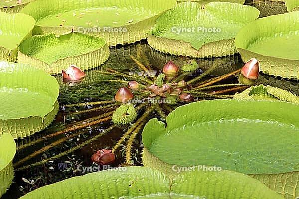 Giant water lilies (Victoria spec.) in the botanical garden, North Rhine-Westphalia, Germany, Bonn, Botanical Garden [IBR124494813]