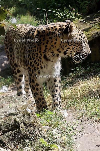 Leopard (Panthera pardus), also known as panther, in a zoo, Germany [IBR124494816]