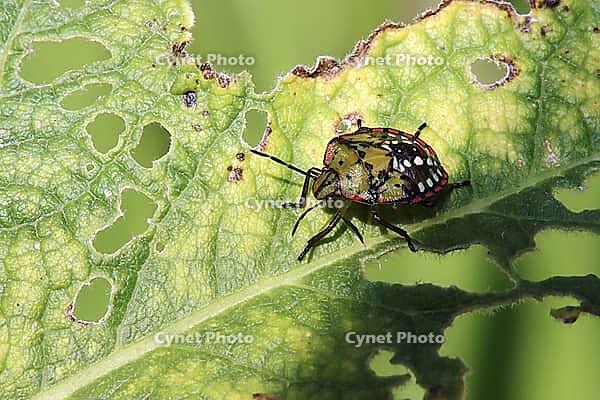 Nezara viridula (Nezara viridula), 4th stage nymph, Weilerswist, North Rhine-Westphalia, Germany [IBR124494818]
