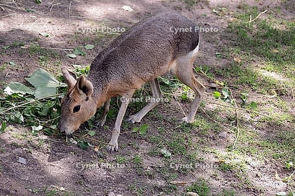 Patagonian Mara or Patagonian Mara hare (Dilichotis patagonum) in a zoo, Germany [IBR124494821]
