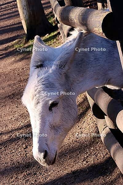 Domestic donkey (Equus asinus asinus) in a zoo - portrait, North Rhine-Westphalia, Germany, Mechernich, Kommern [IBR124494822]