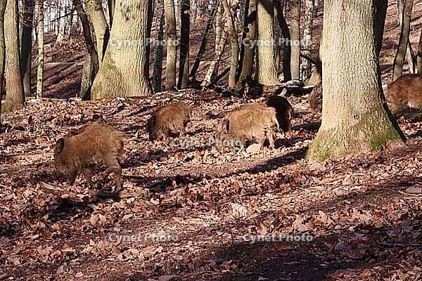 Wild boar (Sus scrofa) in a zoo, Mechernich, North Rhine-Westphalia, Germany [IBR124494828]