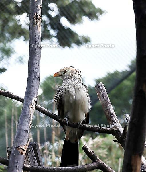 Guira cuckoo (Guira guira) in a zoo, Germany [IBR124494829]