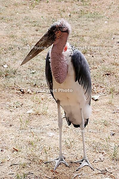 Marabou (Leptoptilos crumeniferus) in a zoo, Germany [IBR124494837]