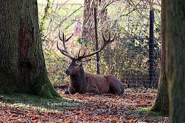 Fallow deer (Dama dama) or fallow deer in the zoo, Mechernich, North Rhine-Westphalia, Germany [IBR124494839]