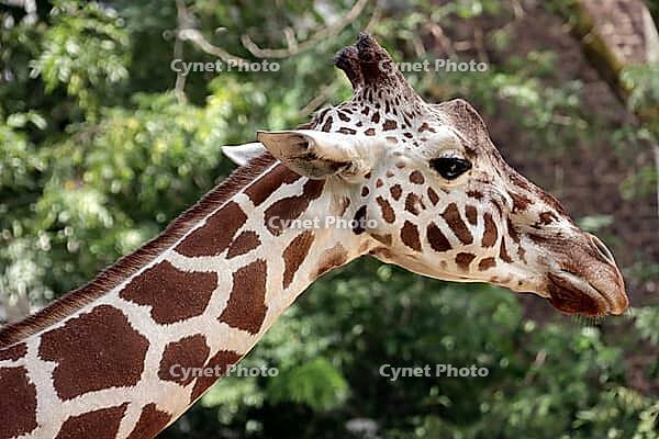 Portrait of a giraffe (Giraffa spec.) in a zoo, Germany [IBR124494840]