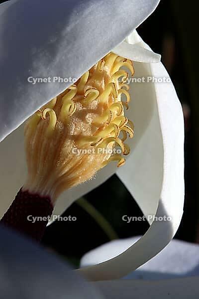 Blossom of the Southern magnolia (Magnolia grandiflora), Weilerswist, North Rhine-Westphalia, Germany [IBR124494842]