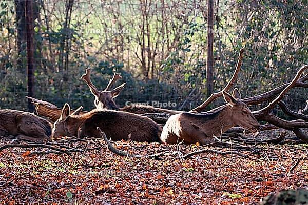 Fallow deer (Dama dama) or fallow deer in the zoo, Mechernich, North Rhine-Westphalia, Germany [IBR124494844]