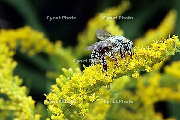 Bee covered with pollen on a Solidago canadensis (Solidago canadensis), Weilerswist, North Rhine-Westphalia, Germany [IBR124494846]