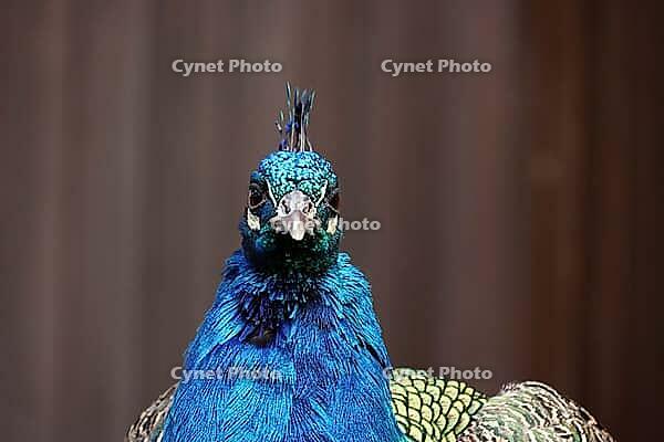 Indian peafowl (Scalloped ribbonfish) in a zoo, Mechernich, North Rhine-Westphalia, Germany [IBR124494847]