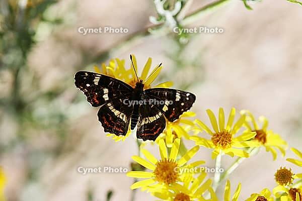 Map Butterfly (Araschnia levana), summer generation - sitting on yellow flower, North Rhine-Westphalia, Germany, Blankenheim, Ahrhütte [IBR124494850]