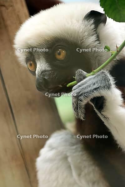 Coquerel's sifaka (Propithecus coquereli), Germany [IBR124494851]