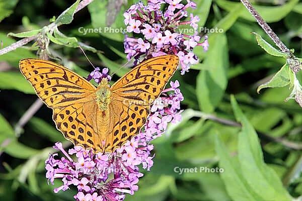 Imperial Cloak or Silver Streak (Argynnis paphia), North Rhine-Westphalia, Germany, Blankenheim, Ahrhütte [IBR124494852]